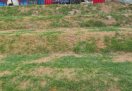 网红草枯萎,揭秘植物界的“网红陨落”之谜